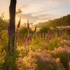 Foxgloves At Dawn