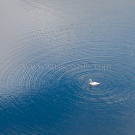 Ever Decreasing Circles