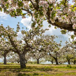 Blossom Time On Moat Farm