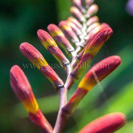 Crocosmia ‘Lucifer’