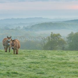 Donkeys At Dawn