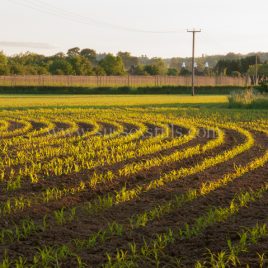 Maize – Salehurst