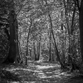 Old Bodiam Road