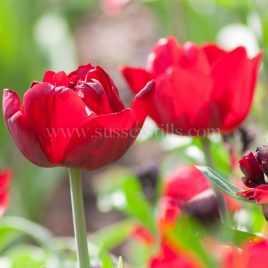 Tulip ‘Uncle Tom’