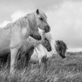 Wild Ponies