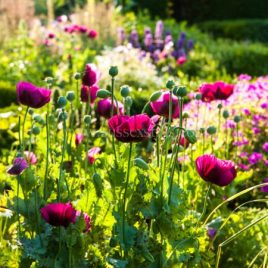 Poppies In The Orchard Garden