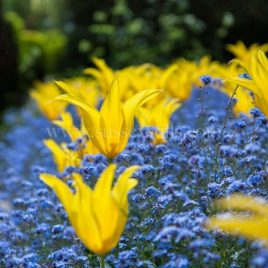 Tulip ‘West Point’ & Forget-Me-Nots