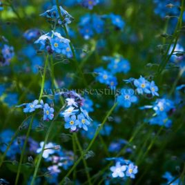 Forget-Me-Not