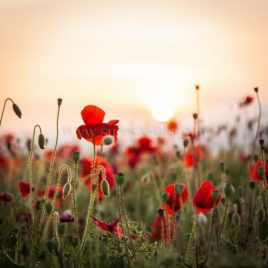 Poppies At First Light