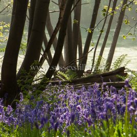 Bluebells Under Chestnut Coppice
