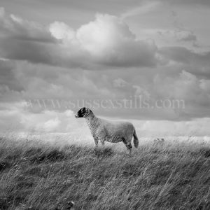 Sheep, black and white greeting card by Nicky Flint