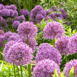 Alliums, greeting card by Nicky Flint