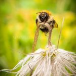 Bee greeting card by Nicky Flint