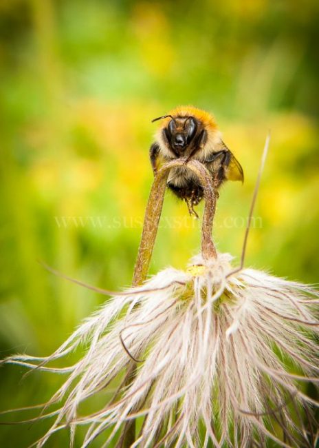 Bee greeting card by Nicky Flint