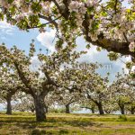 Blossom Time on Moat Farm, greeting card by Nicky Flint