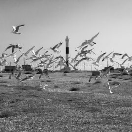 Taking Flight, seagulls flying greeting card by Nicky Flint