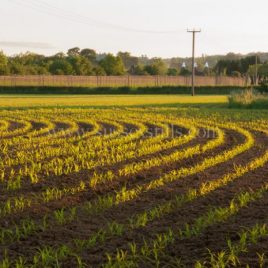 Maize – Salehurst