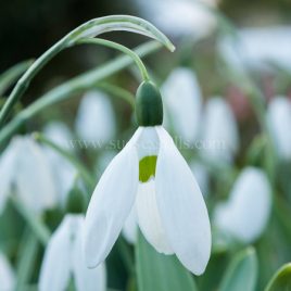 Snowdrop greeting card by Nicky Flint