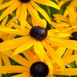 Rudbeckia fulgida ‘Goldsturm’