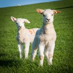 'Double Trouble On The South Downs' greeting card by Nicky Flint