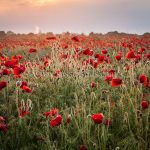 Poppies At Dawn