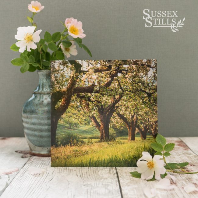 Traditional Orchard In Spring, greeting card by Nicky Flint