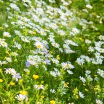Wildflower Meadow