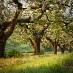 Traditional Orchard In Spring
