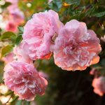 Rose At Sunrise, greeting card by Nicky Flint