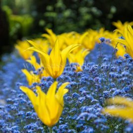 Tulip 'West Point' & Forget-me-nots, greeting card by Nicky Flint