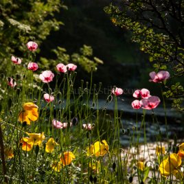 Mixed Poppies, Welsh Poppies & Beth's Poppies greeting card by Nicky Flint