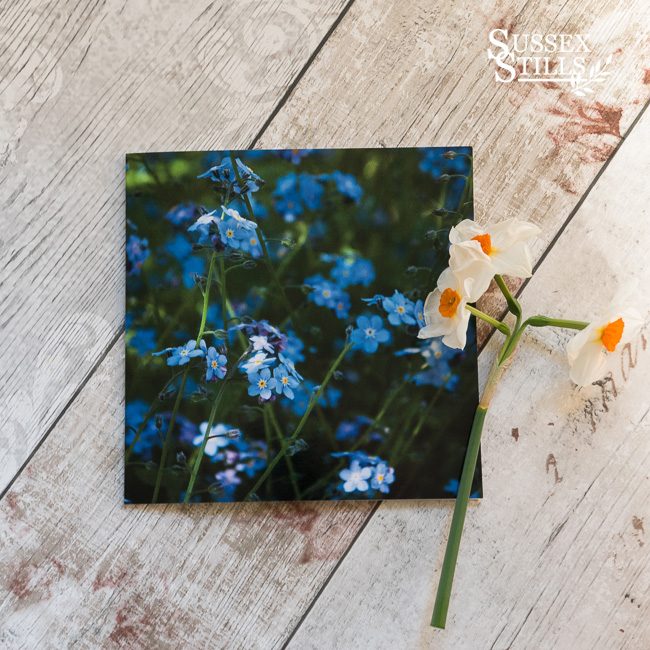 Forget-me-not, greeting card by Nicky Flint