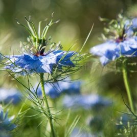 Love-in-a-mist, nigella greeting card by Nicky Flint