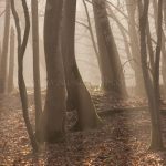 Sunlight & Shadows, winter woods greeting card by Nicky Flint