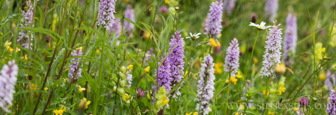 Common Spotted Orchids at Great Dixter, photo by Nicky Flint