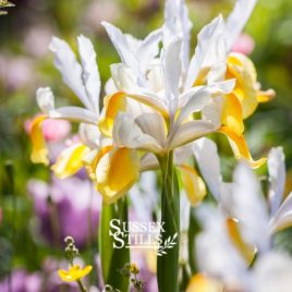 Dutch Iris 'Apollo' greeting card by Nicky Flint