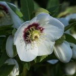 Helleborus x hybridus greeting card by Nicky Flint