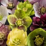Hellebore greeting card by Nicky Flint