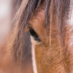 Inquisitive, greeting card by Nicky Flint