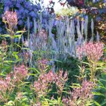 Mixed Border In Summer, greeting card by Nicky Flint