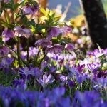 Spring Symphony, hellebore and crocus greeting card by Nicky Flint