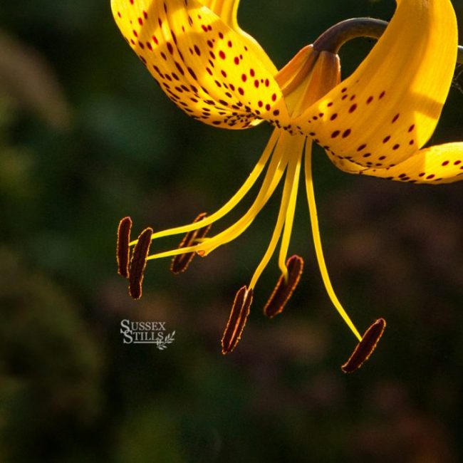 Yellow Tiger Lily greeting card by Nicky Flint