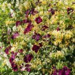 Floral Profusion, greeting card by Nicky Flint