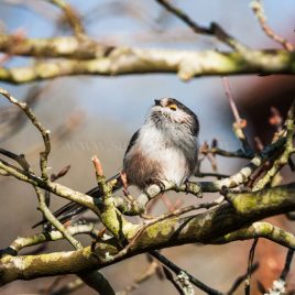 Long-tailed Tit greeting card by Nicky Flint