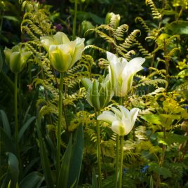 Tulip 'Spring Green' greeting card by Nicky Flint