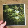 Tulip 'Spring Green' greeting card by Nicky Flint