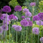 Alliums greeting card by Nicky Flint 2
