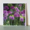 Alliums greeting card by Nicky Flint 3