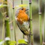Robin greeting card by Nicky Flint 2