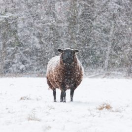 Sheep In Snow greeting card by Nicky Flint 1